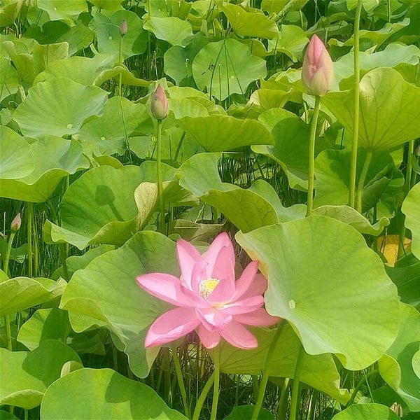 【岡山・倉敷発】 闘竜灘と青もみじの播州清水寺 初夏の花だより 日帰り3